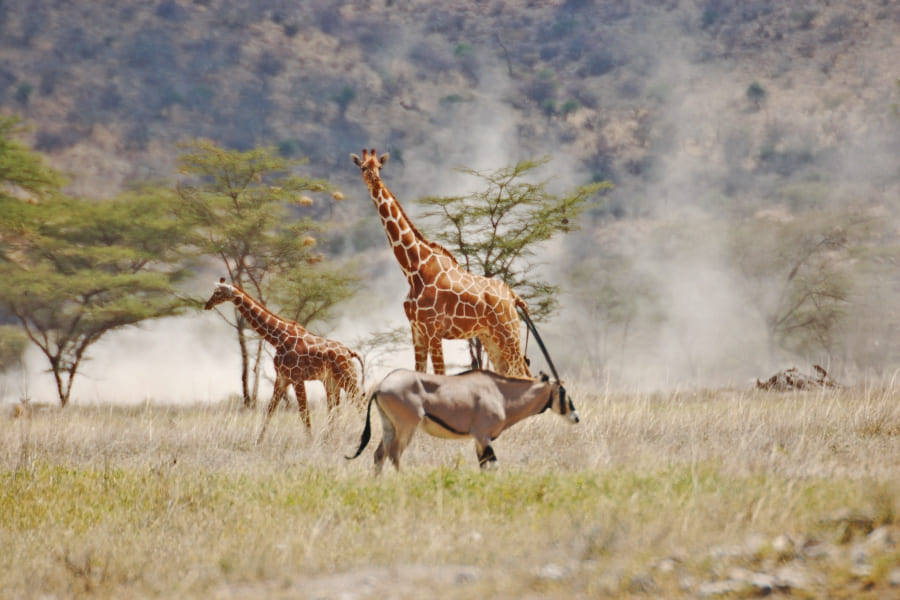 Samburu National Park